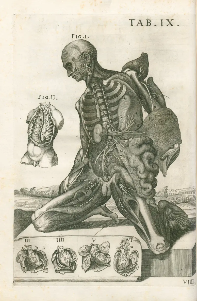 Anatomiska tavlor av den berömde målaren Pietro Berrettini från Cortona, plansch 9 av Pietro da Cortona