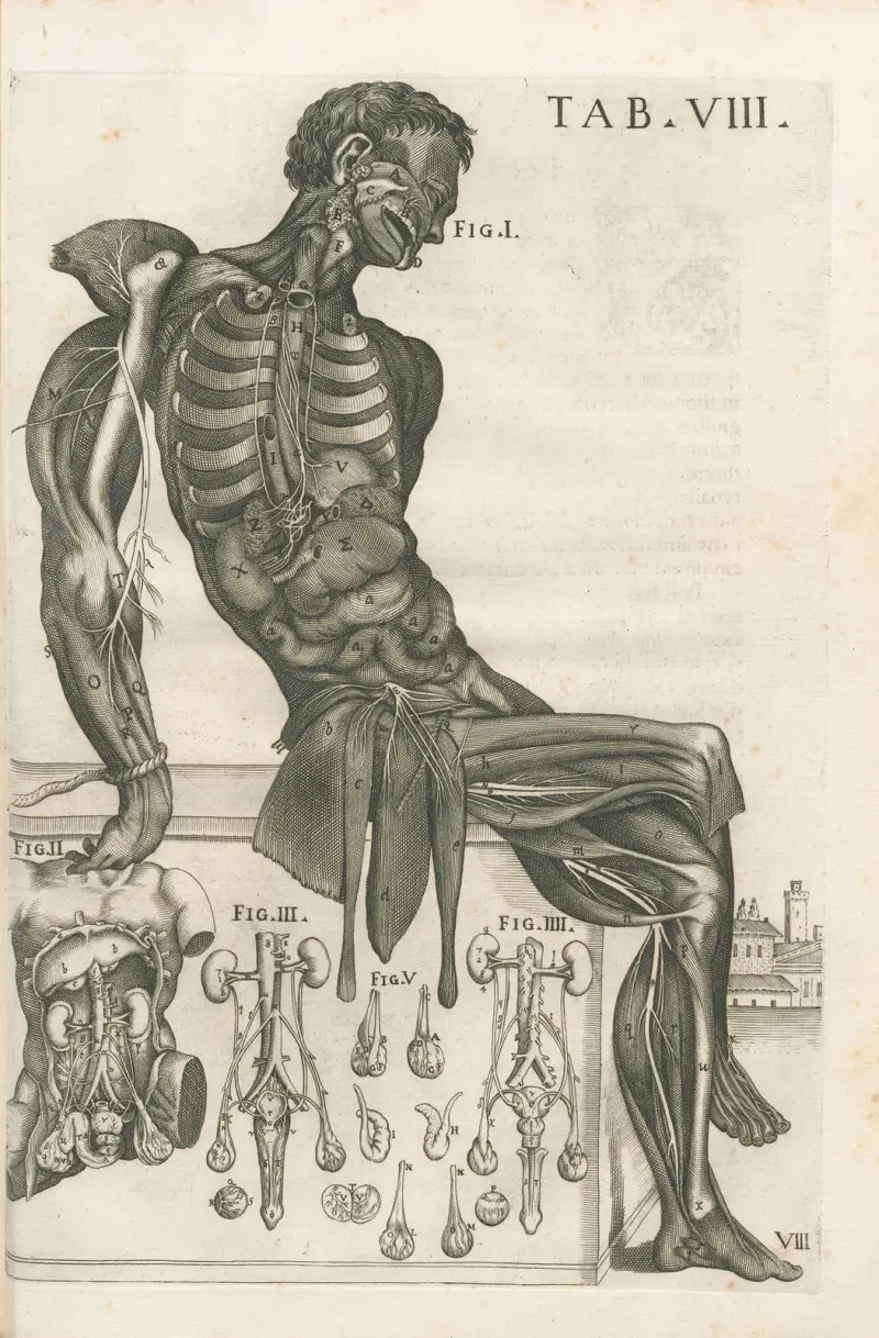 Anatomiska tavlor av den berömde målaren Pietro Berrettini från Cortona, plansch 8 av Pietro da Cortona