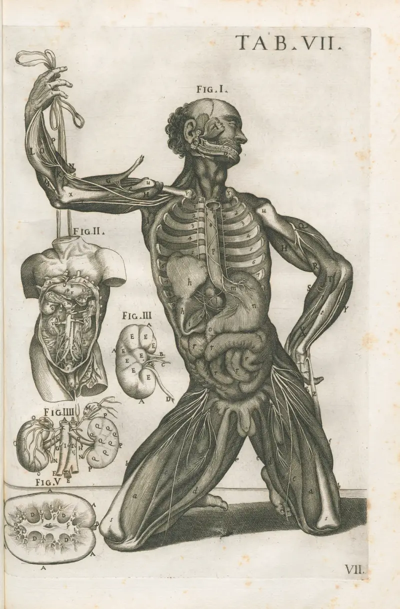 Anatomiska tavlor av den berömde målaren Pietro Berrettini från Cortona, plansch 7 av Pietro da Cortona