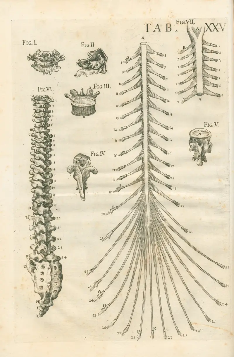 Anatomiska tavlor av den berömde målaren Pietro Berrettini från Cortona, plansch 25 av Pietro da Cortona