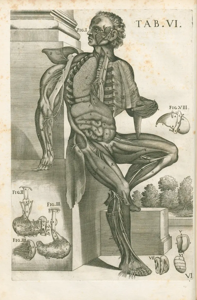 Anatomiska tavlor av den berömde målaren Pietro Berrettini från Cortona, plansch 6 av Pietro da Cortona