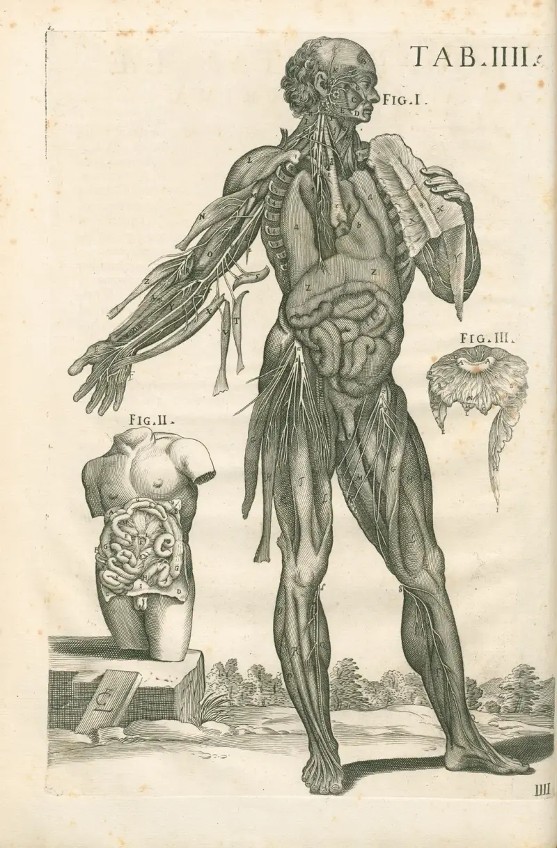 Anatomiska tavlor av den berömde målaren Pietro Berrettini från Cortona, plansch 4 av Pietro da Cortona