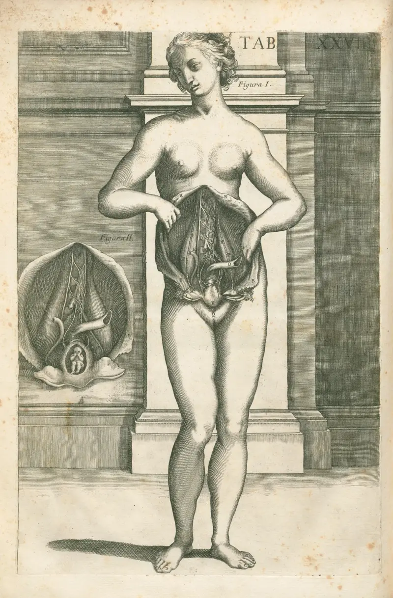 Anatomiska tavlor av den berömde målaren Pietro Berrettini från Cortona, plansch 27 av Pietro da Cortona
