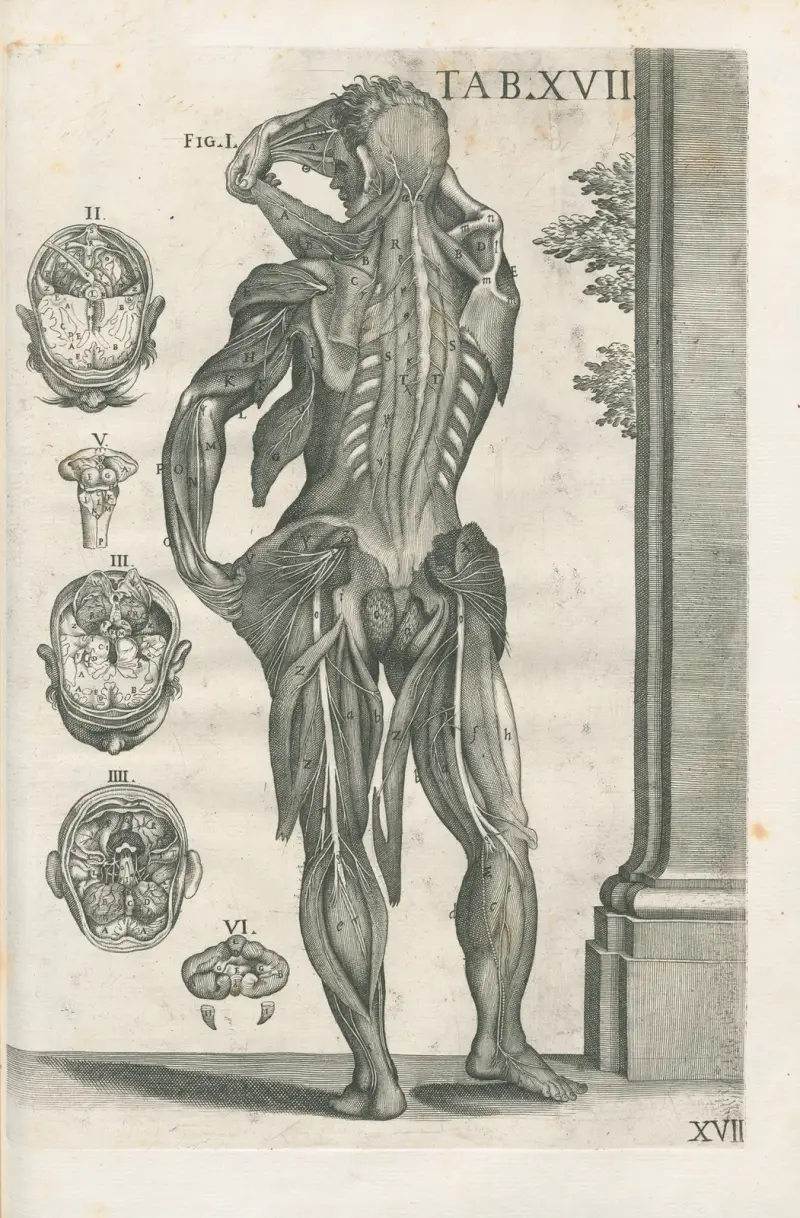 Anatomiska tavlor av den berömde målaren Pietro Berrettini från Cortona, plansch 17 av Pietro da Cortona