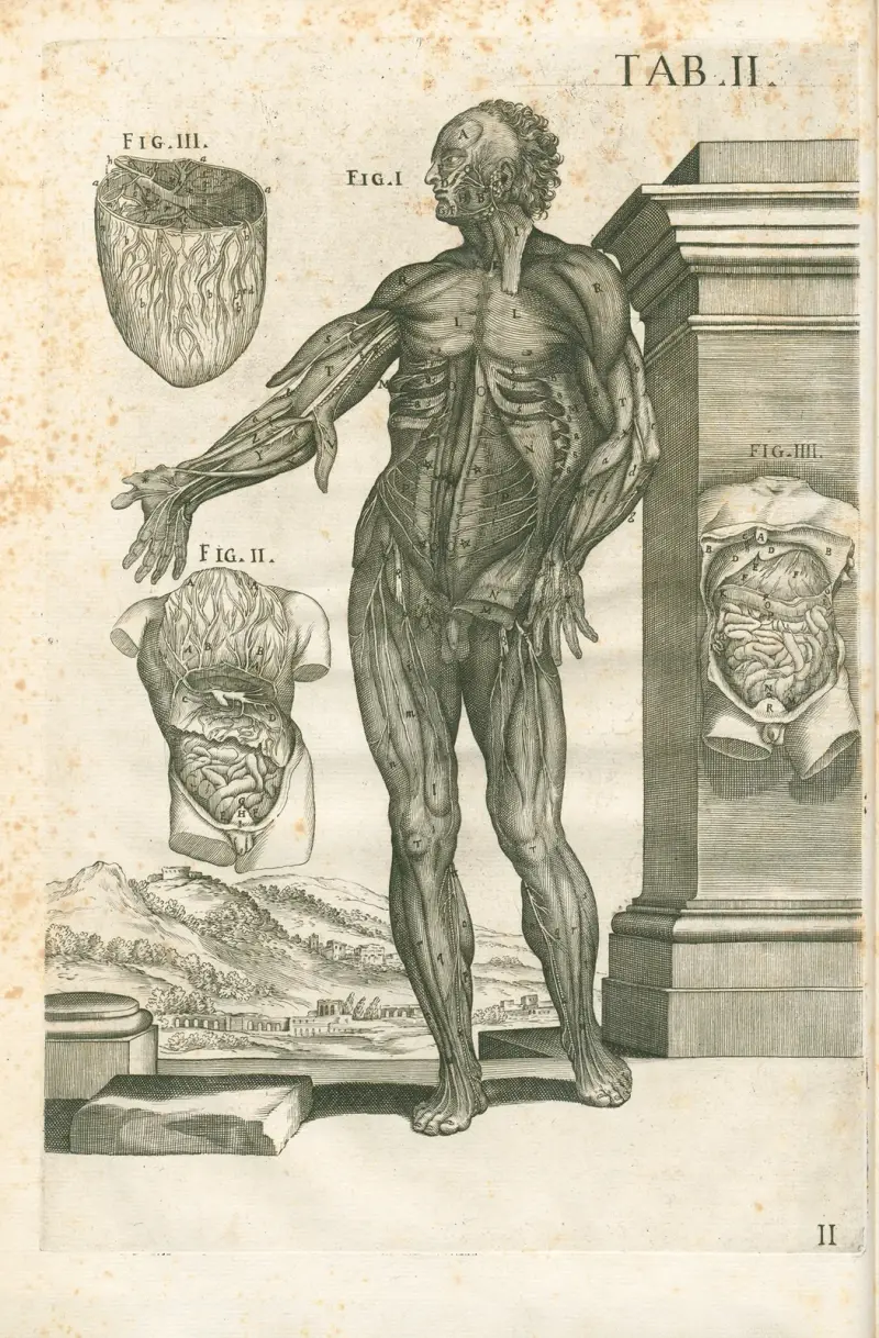 Anatomiska tavlor av den berömde målaren Pietro Berrettini från Cortona, plansch 2 av Pietro da Cortona