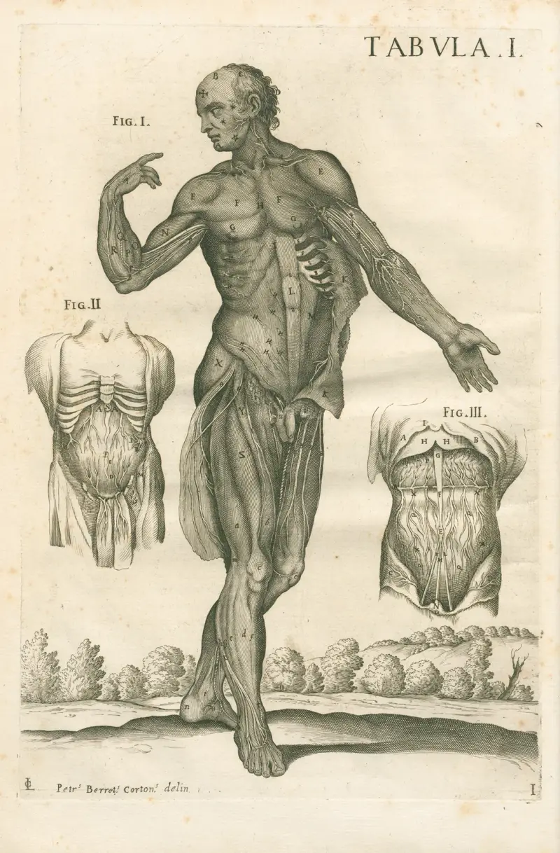 Anatomiska tavlor av den berömde målaren Pietro Berrettini från Cortona, plansch 1 av Pietro da Cortona