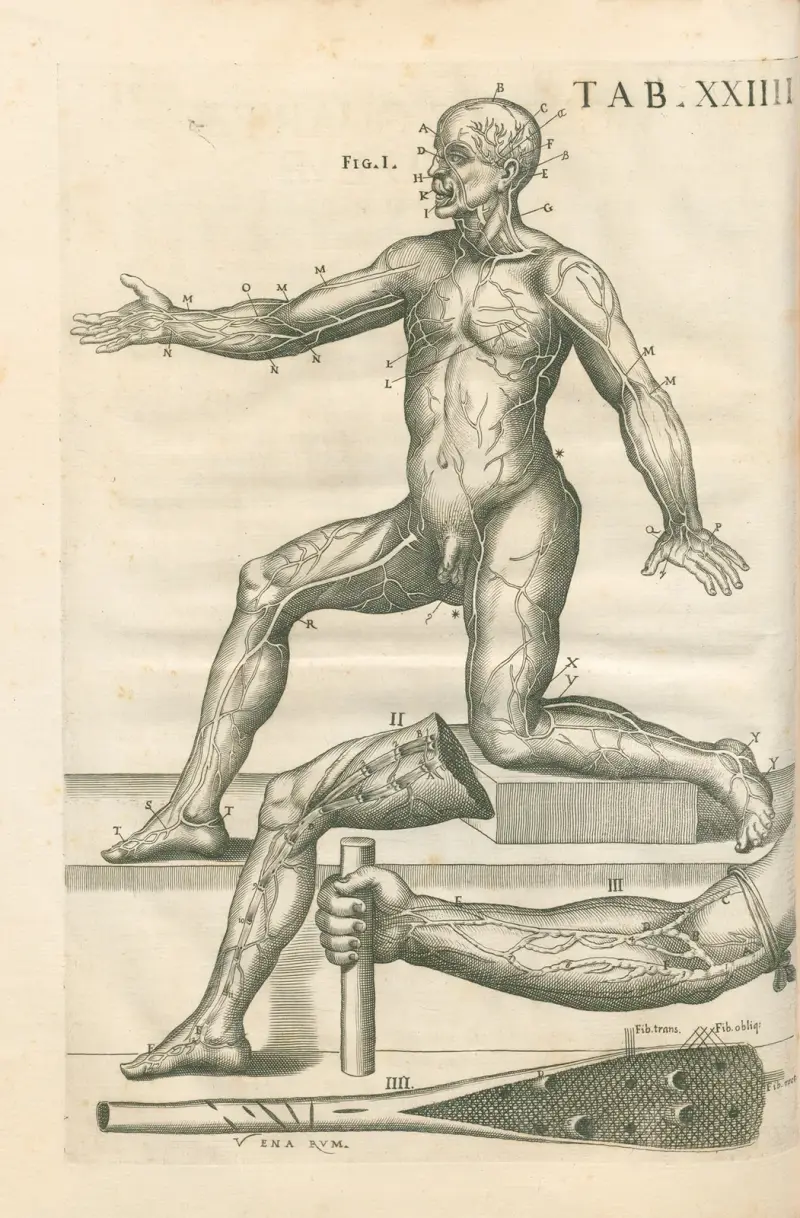 Anatomiska tavlor av den berömde målaren Pietro Berrettini från Cortona, plansch 24 av Pietro da Cortona