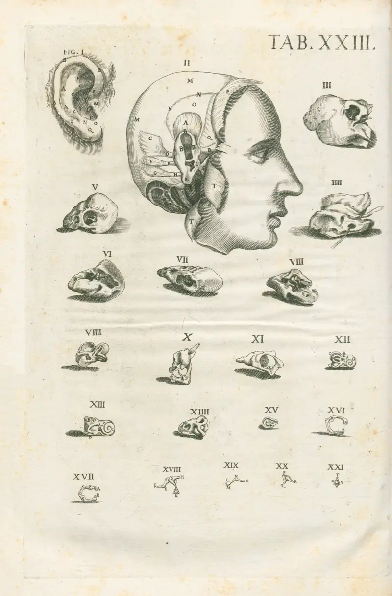 Anatomiska tavlor av den berömde målaren Pietro Berrettini från Cortona, plansch 23 av Pietro da Cortona