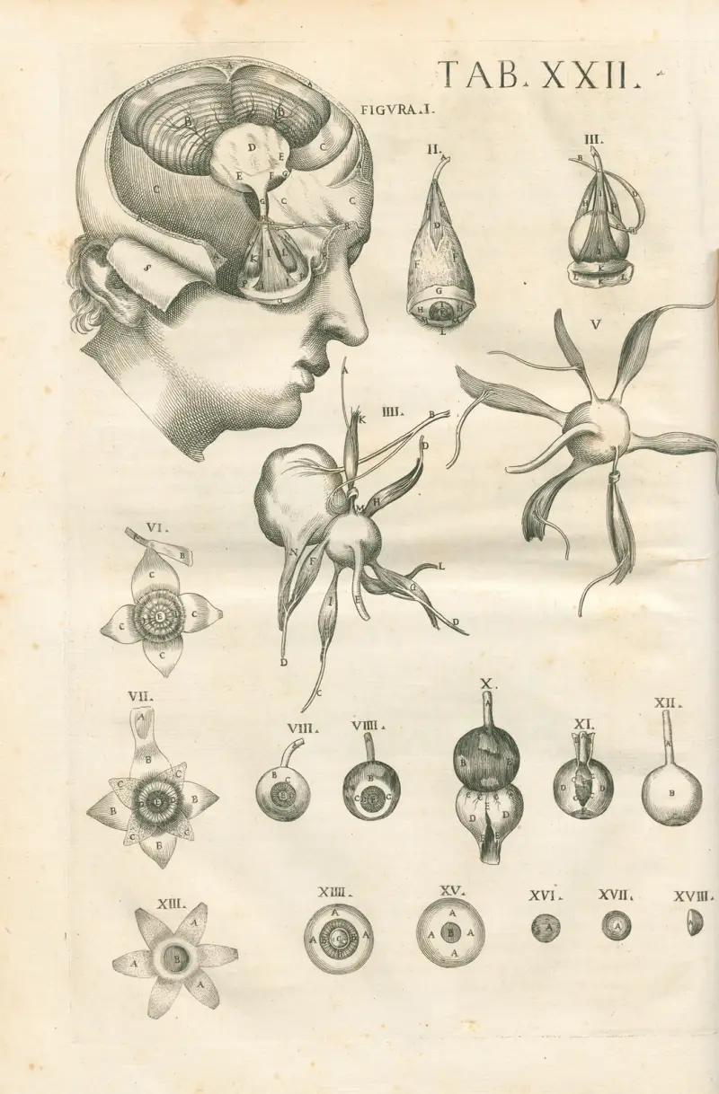 Anatomiska tavlor av den berömde målaren Pietro Berrettini från Cortona, plansch 22 av Pietro da Cortona