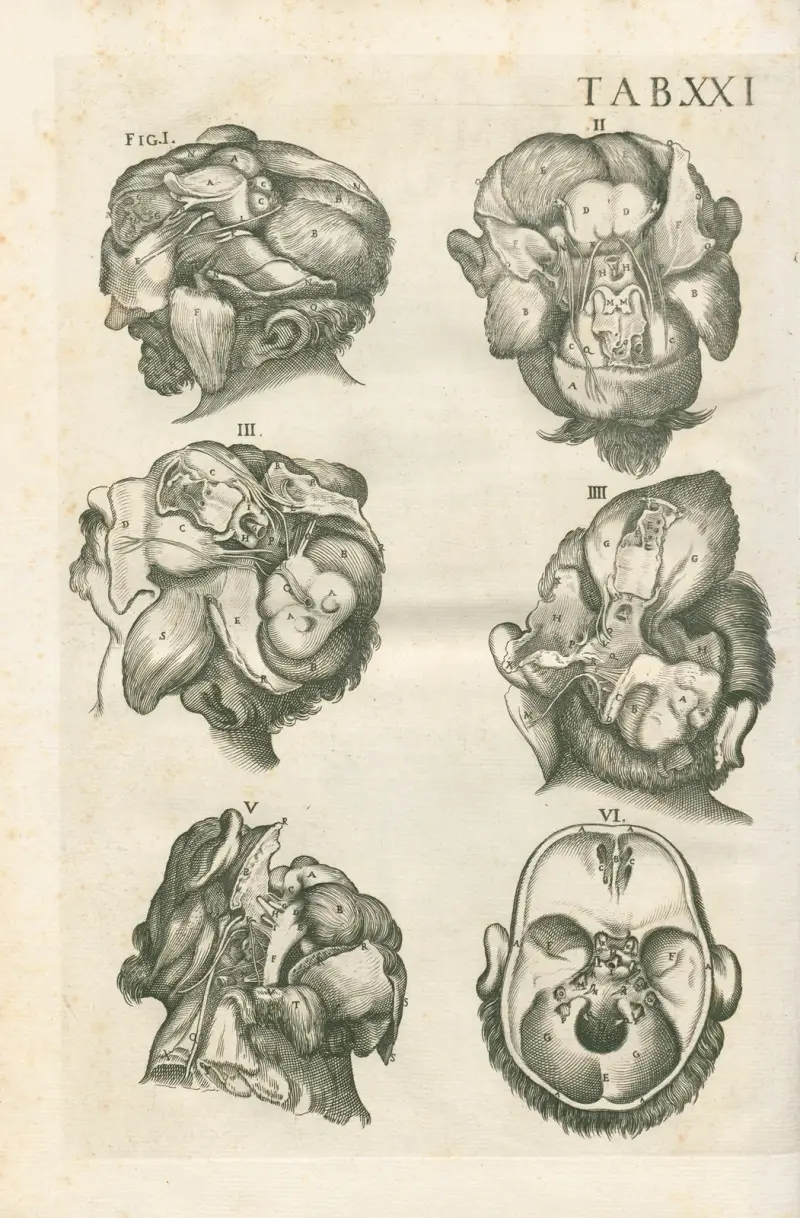 Anatomische Tafeln des berühmten Malers Pietro Berrettini aus Cortona, Tafel 21 von Pietro da Cortona