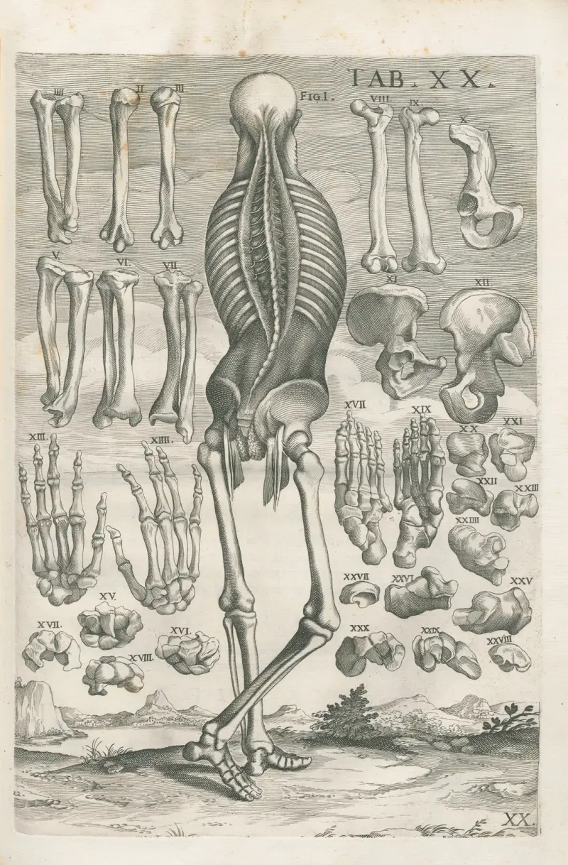 Anatomiska tavlor av den berömde målaren Pietro Berrettini från Cortona, plansch 20 av Pietro da Cortona