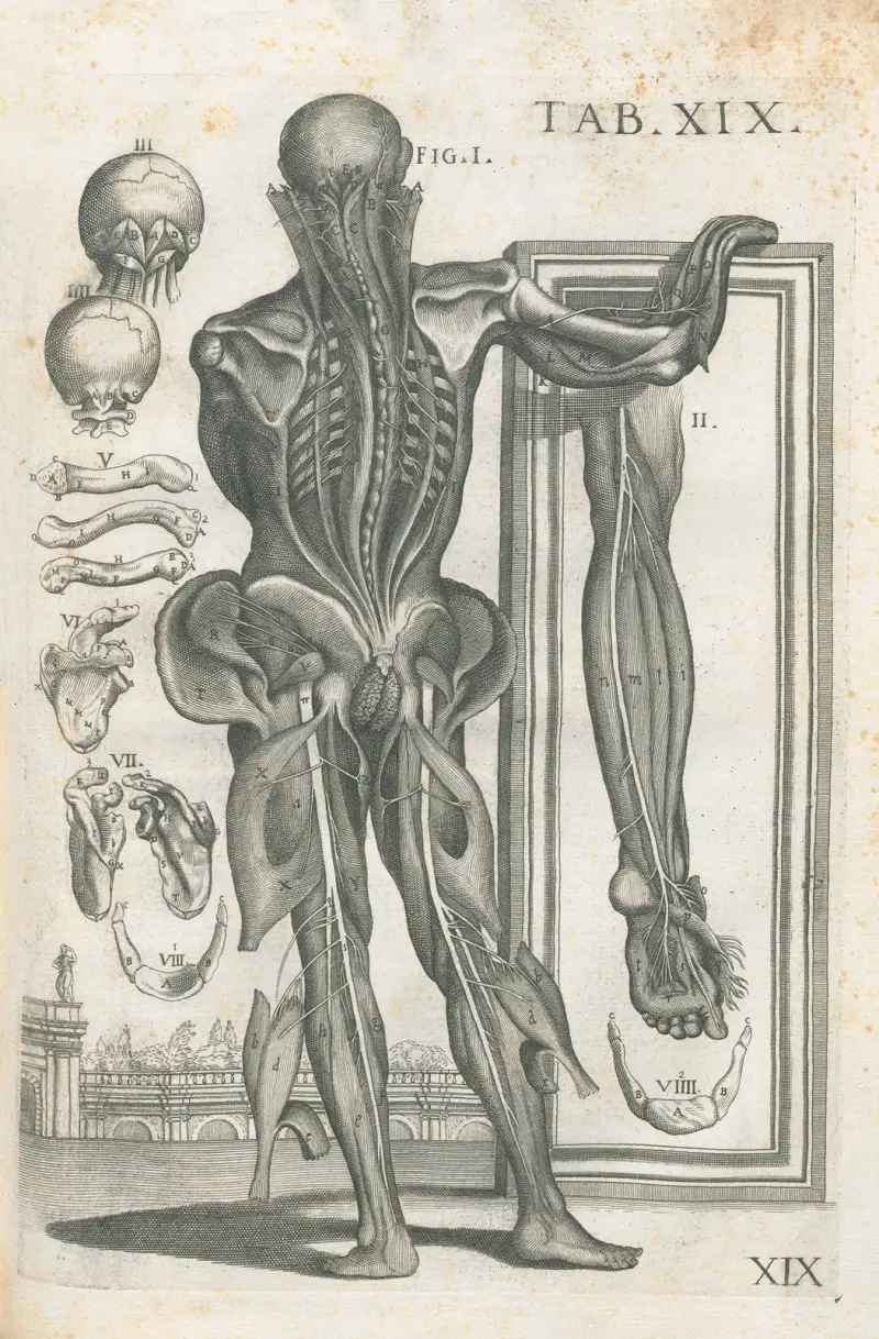 Anatomiska tavlor av den berömde målaren Pietro Berrettini från Cortona, plansch 19 av Pietro da Cortona