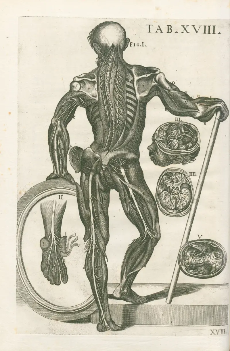 Anatomiska tavlor av den berömde målaren Pietro Berrettini från Cortona, plansch 18 av Pietro da Cortona