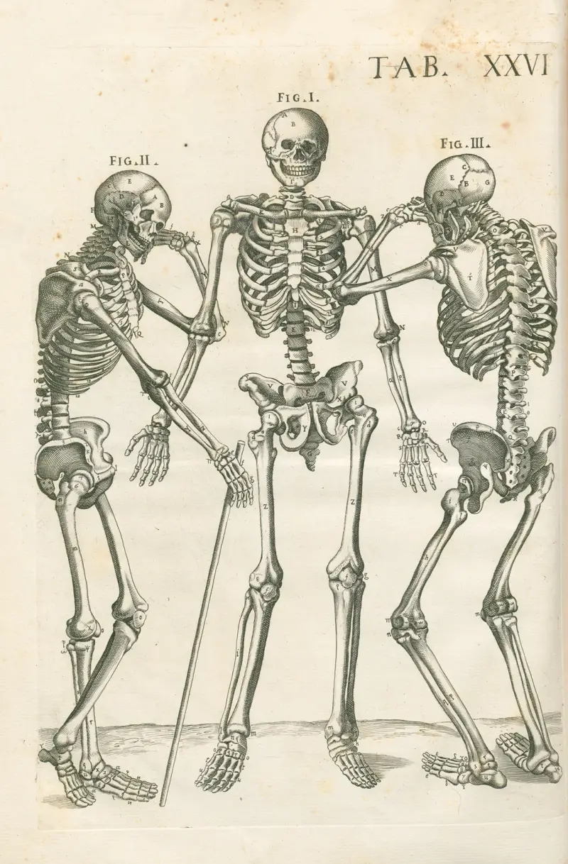 Anatomische Tafeln des berühmten Malers Pietro Berrettini aus Cortona, Tafel 26 von Pietro da Cortona