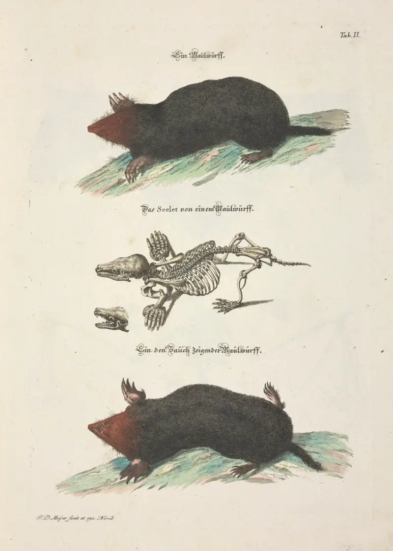 Nöjsamt och nyttigt tidsfördriv, plansch 2 av Johann Daniel Meyer