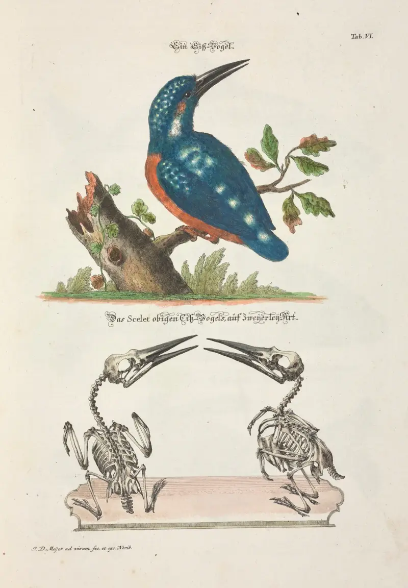 Nöjsamt och nyttigt tidsfördriv, plansch 6 av Johann Daniel Meyer