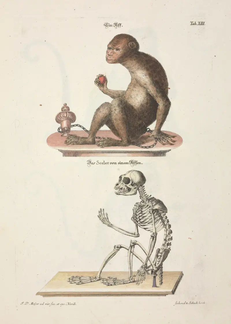 Nöjsamt och nyttigt tidsfördriv, plansch 13 av Johann Daniel Meyer