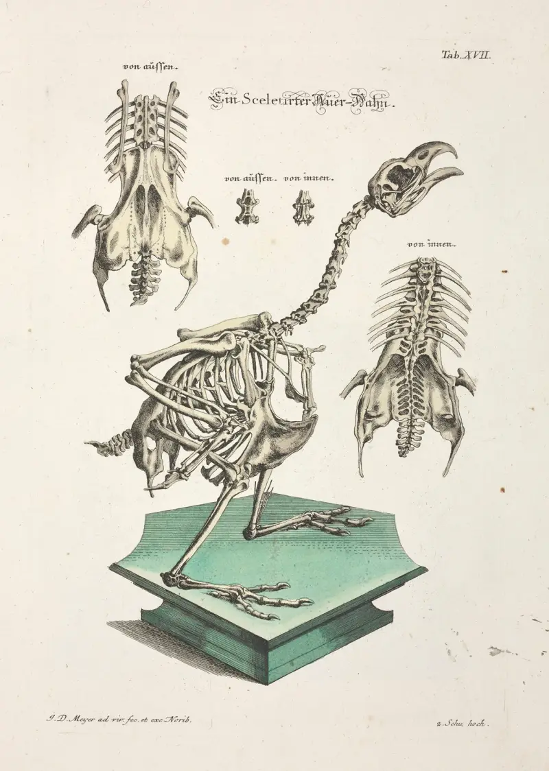Angenehmer und nützlicher Zeit-Vertreib, Blatt 17 von Johann Daniel Meyer