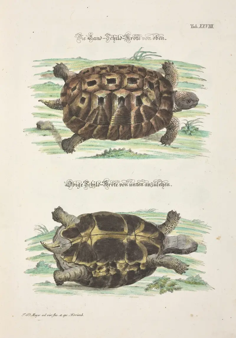 Angenehmer und nützlicher Zeit-Vertreib Pl.028 von Johann Daniel Meyer