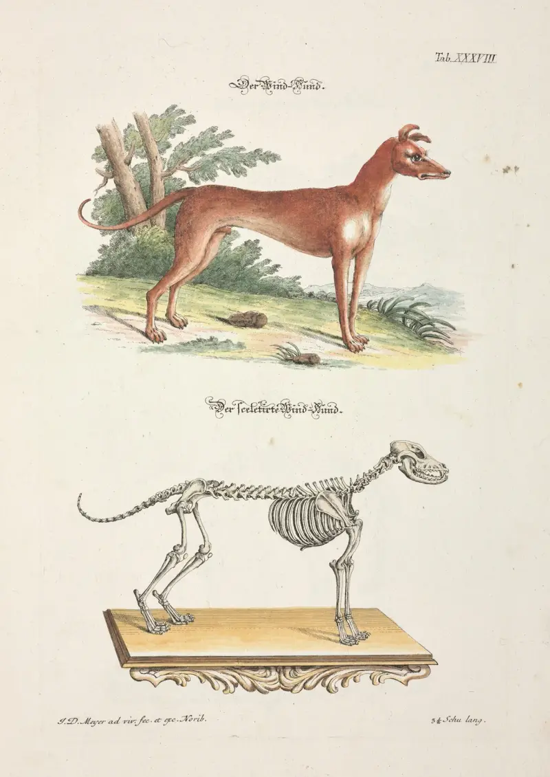 Nöjsamt och nyttigt tidsfördriv, plansch 38 av Johann Daniel Meyer