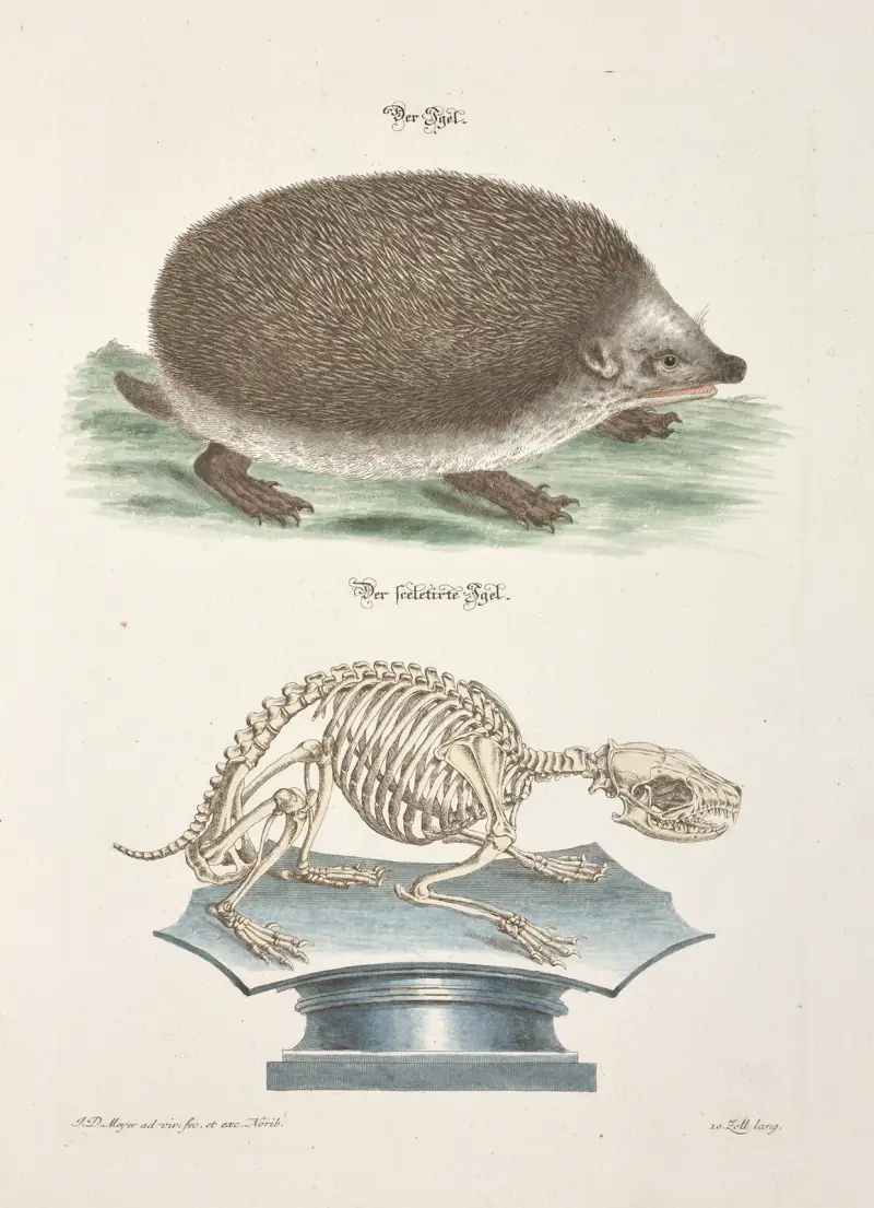 Angenehmer und nützlicher Zeit-Vertreib Pl.095 von Johann Daniel Meyer