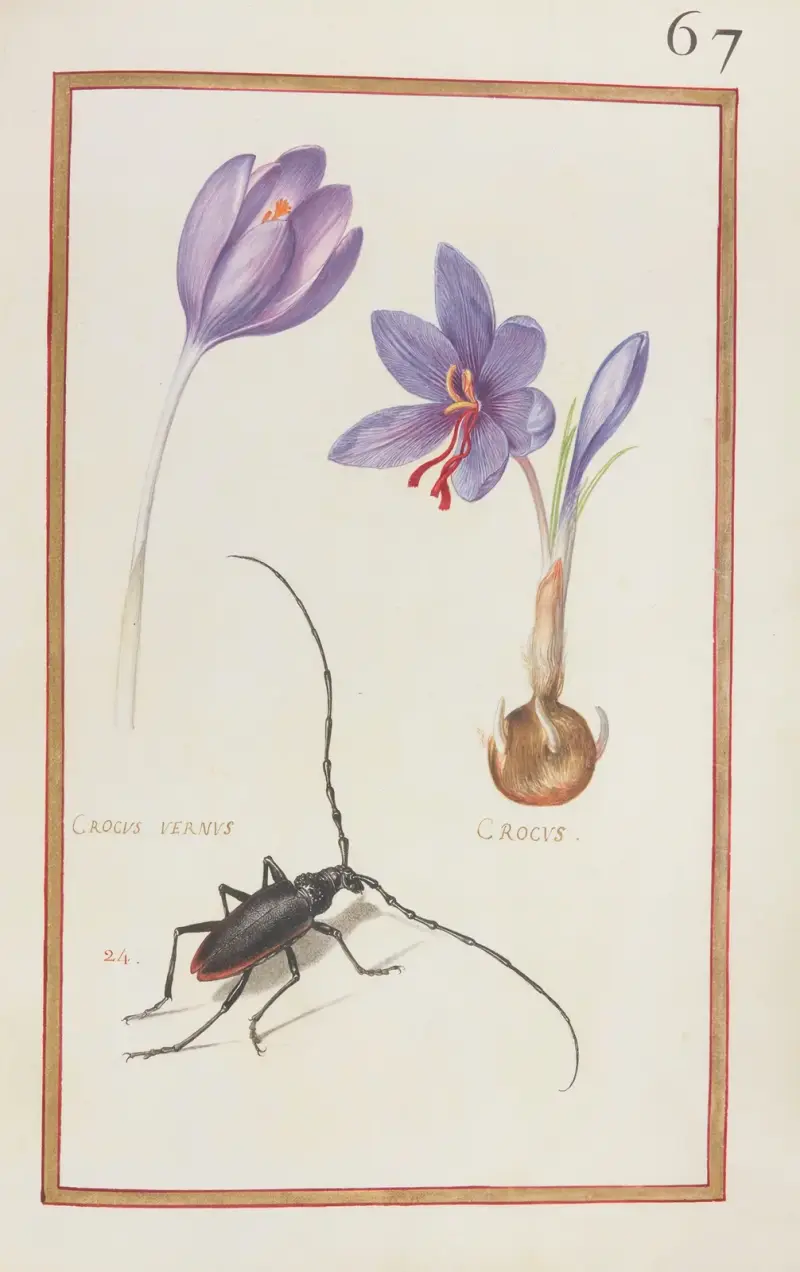 Crocus vernus ; crocus av Daniel Rabel