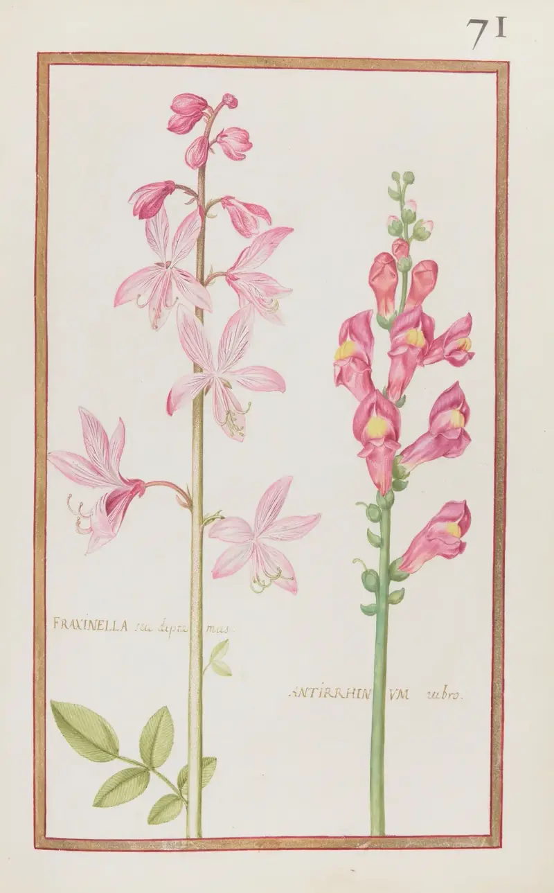 Fraxinella seu diptamus ; antirrhinum rubro av Daniel Rabel