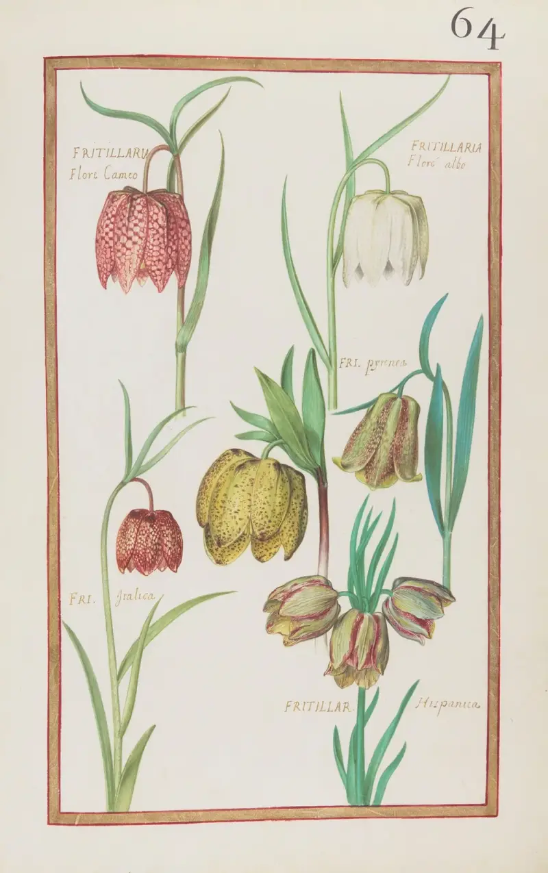 Kamefritillaria; vitblommig fritillaria; pyreneisk fritillaria; italiensk fritillaria; spansk fritillaria av Daniel Rabel