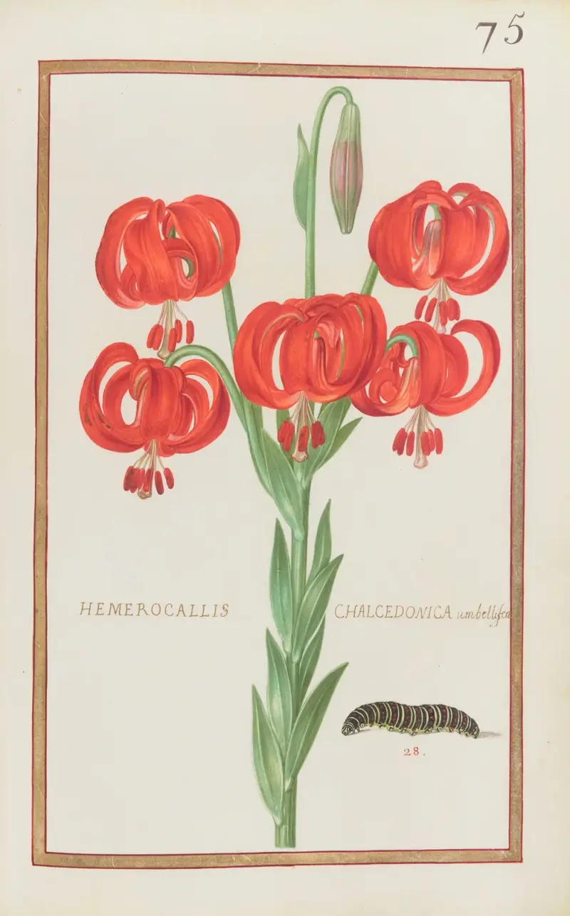 Hemerocallis chalcedonica umbellifera av Daniel Rabel