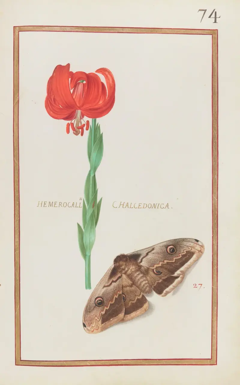 Hemerocallis chalcedonica von Daniel Rabel