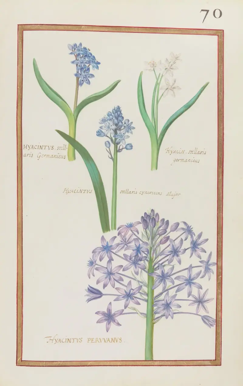 Hyacinthus stellaris germanicus ; hyacin. stellaris germanicus ; hyacinthus stellaris cynericeus major ; hyacintus peruvanus av Daniel Rabel