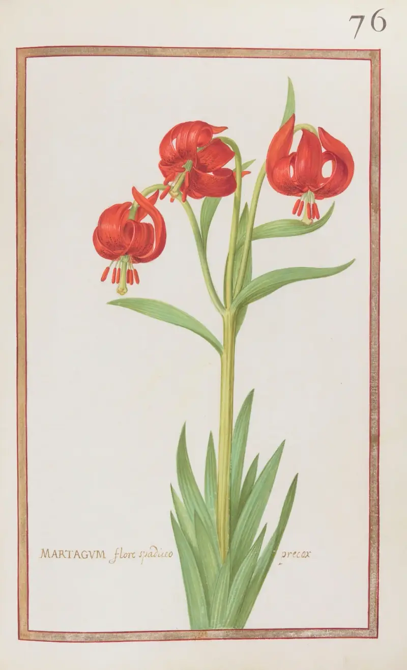 Martagum flore spadiceo precox av Daniel Rabel