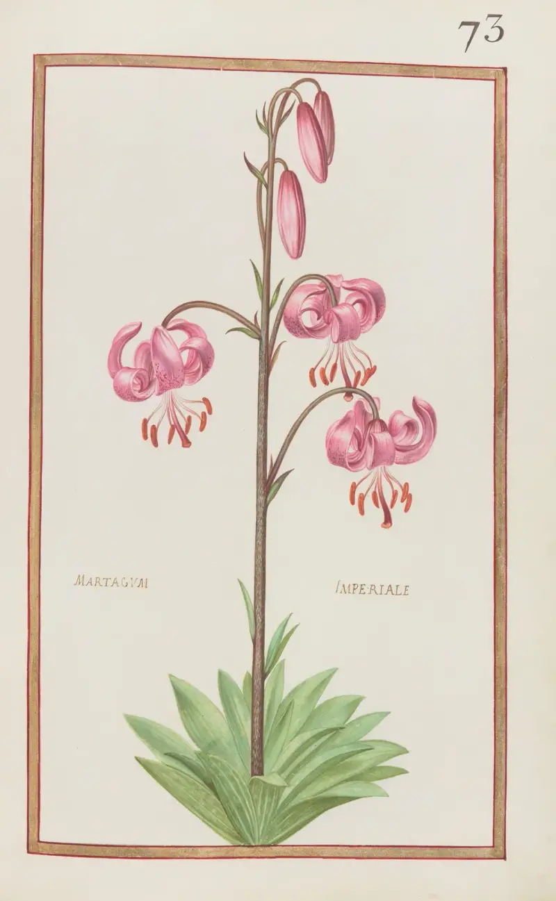 Martagum imperiale von Daniel Rabel