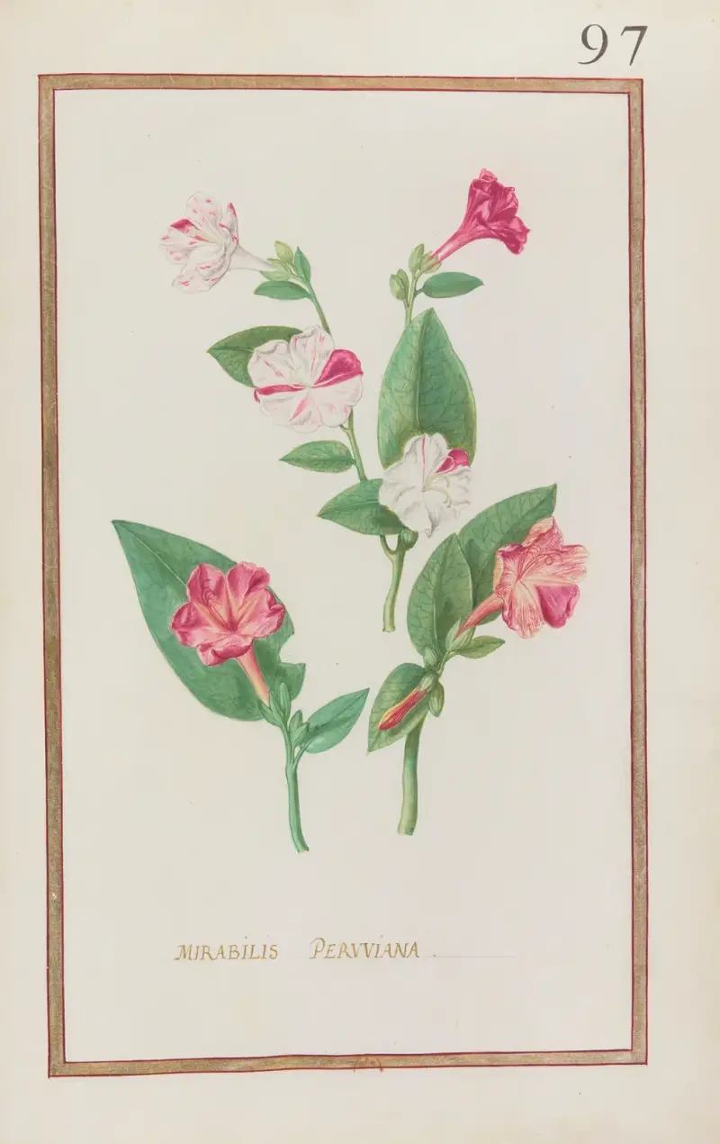 Mirabilis peruviana av Daniel Rabel