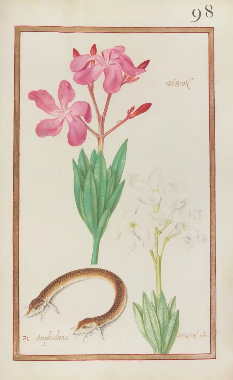 Nerion ; amphisbena; nerion albo av Daniel Rabel