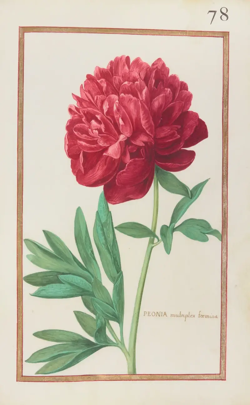 Peonia multiplex foemina, Daniel Rabel