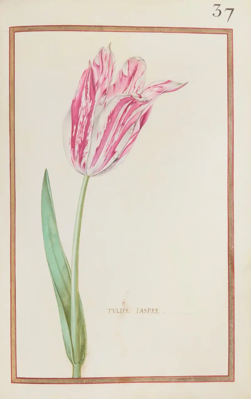 Tulipe jaspee, 1624 – nr 2 av Daniel Rabel