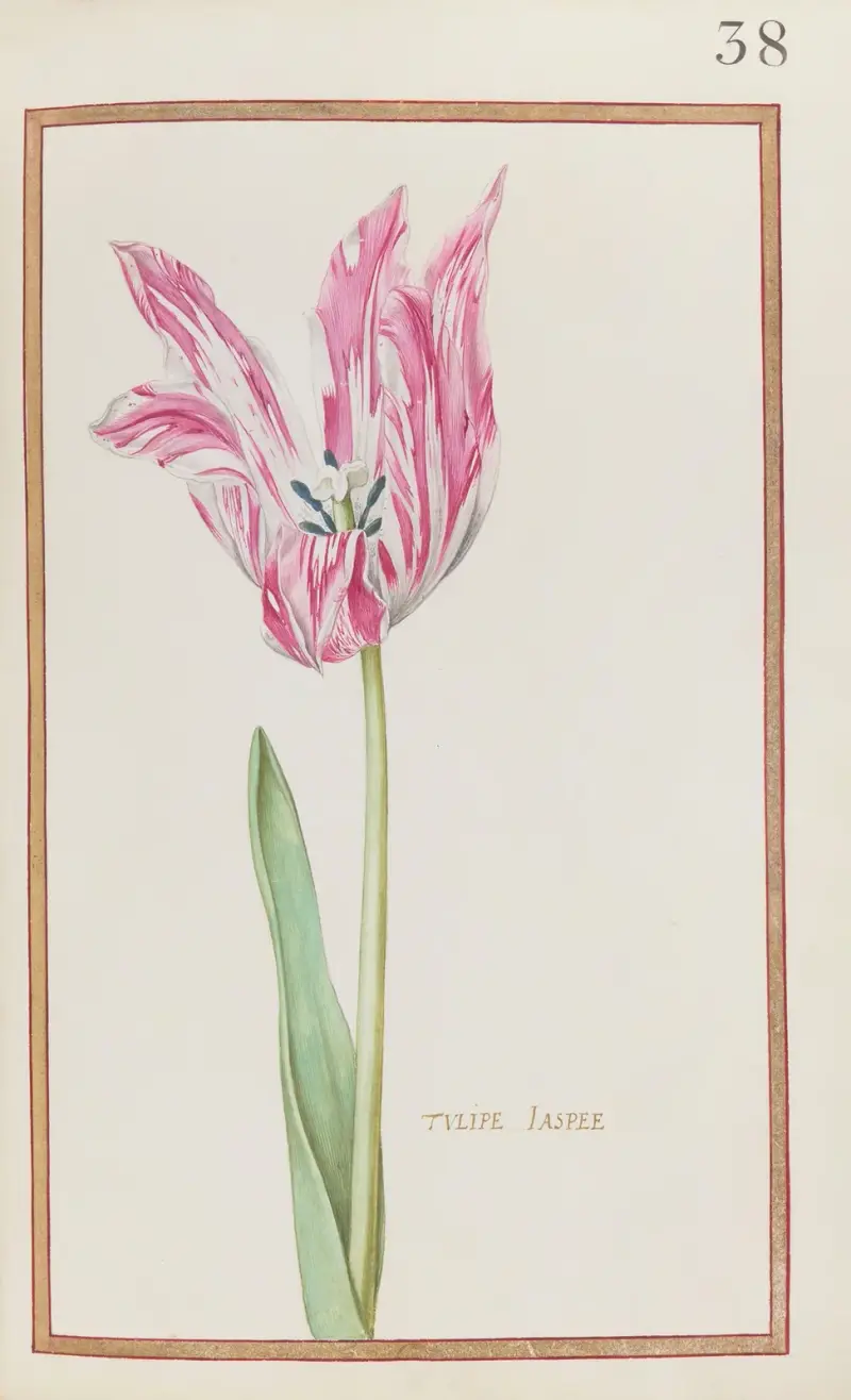 Tulipe jaspee, 1624 – nr 1 av Daniel Rabel
