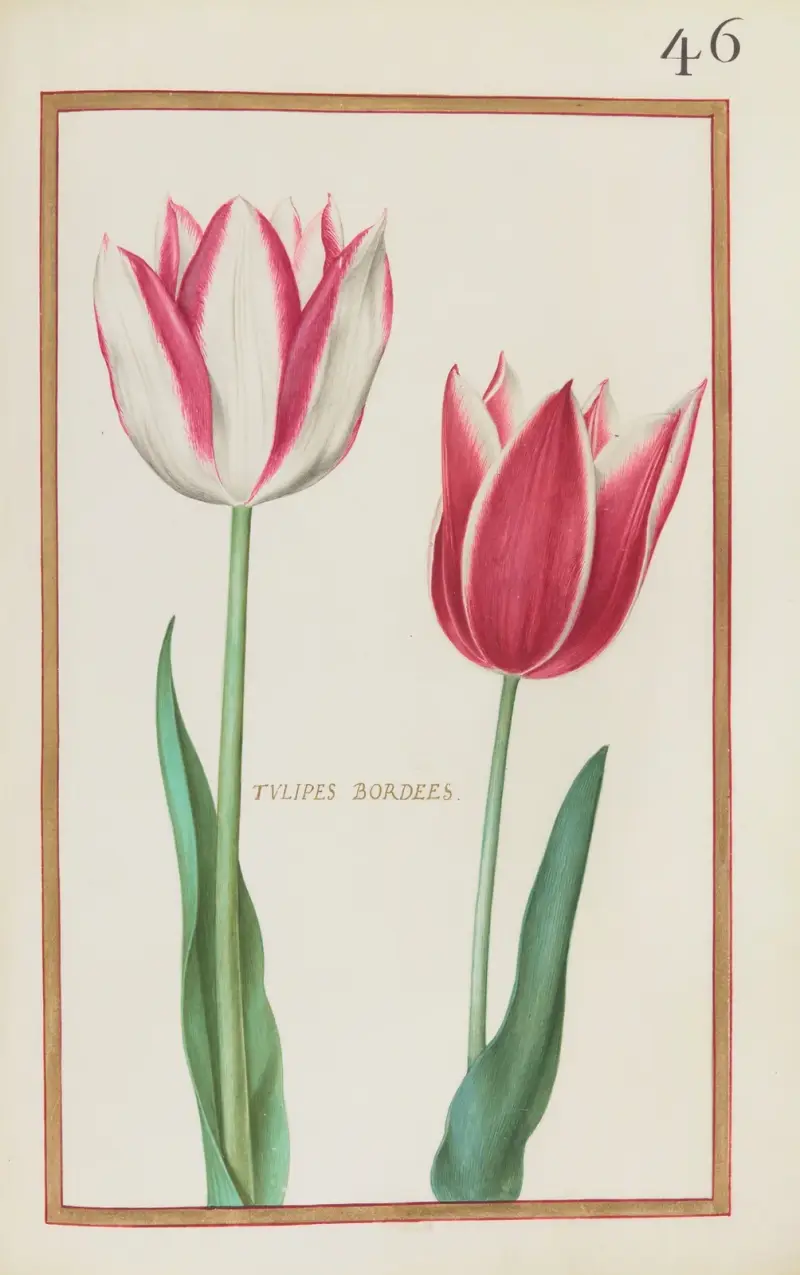 Gestrichelte Tulpen von Daniel Rabel