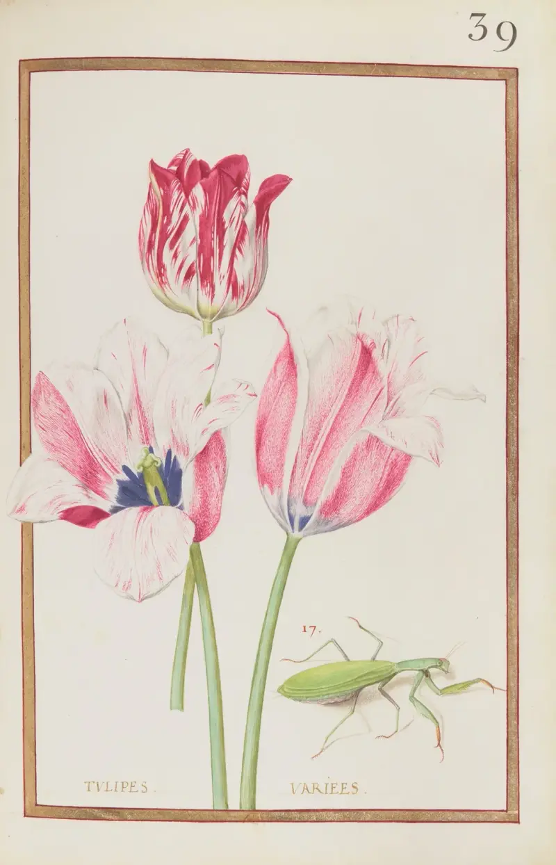 Verschiedene Tulpen, 1624 – Nr. 2 von Daniel Rabel