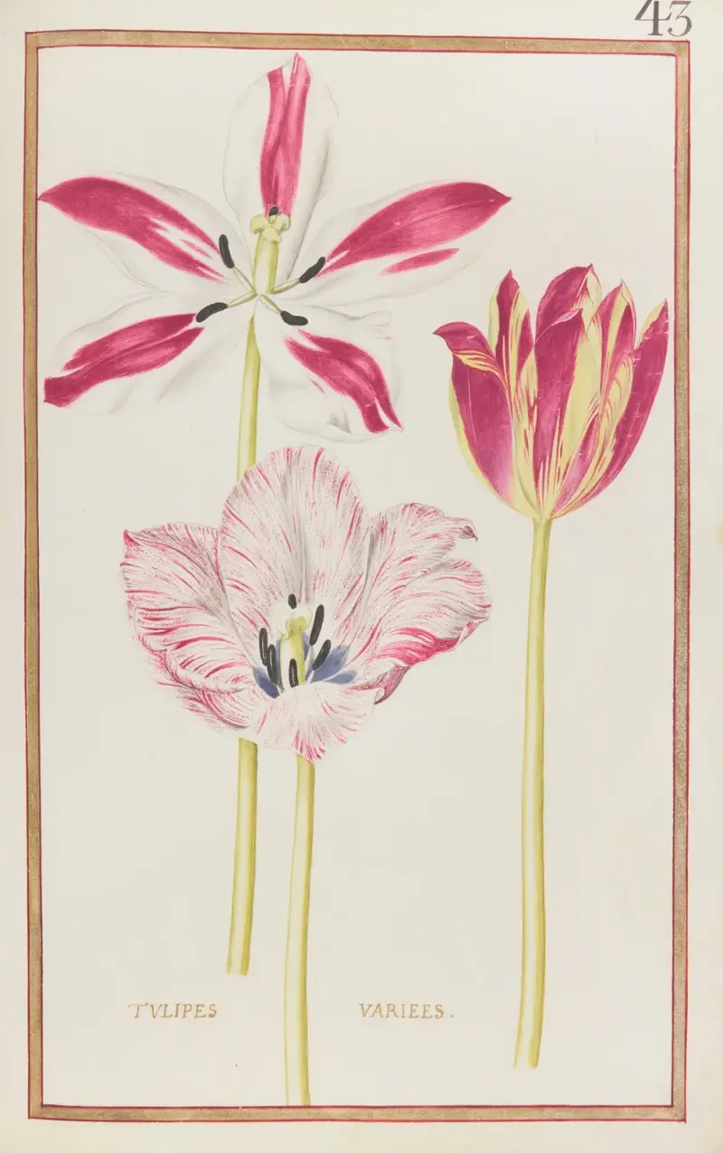 Tulipes variees, 1624 – nr 1 av Daniel Rabel