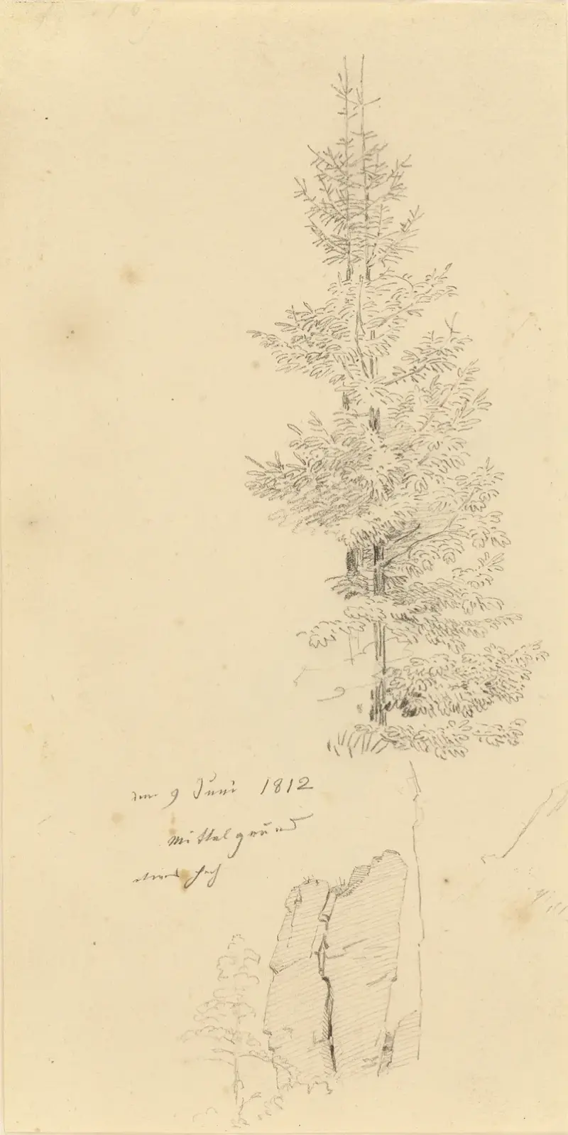 Studie av tallar och en klippa av Caspar David Friedrich