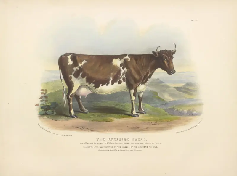 The Ayrshire Breed av David Low