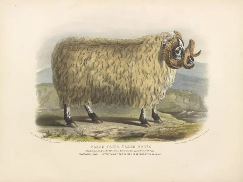 The Black-Faced Heath Breed av David Low