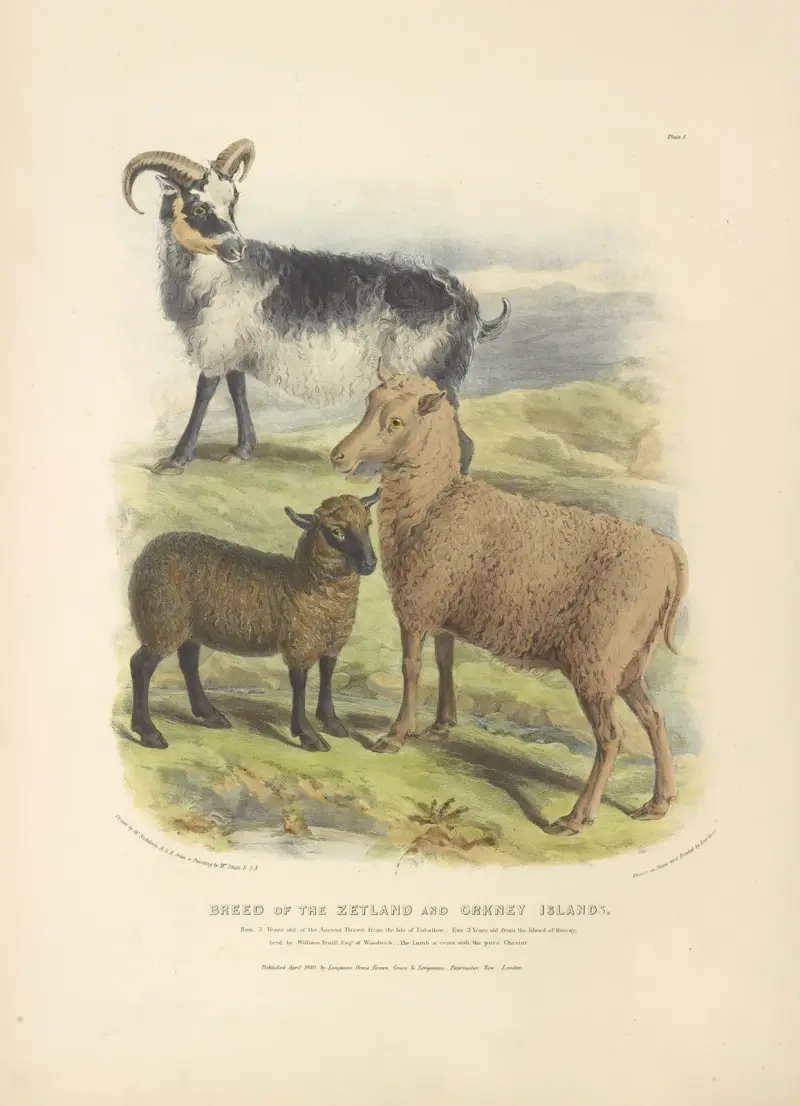 The Breed of the Zetland and Orkney Islands av David Low