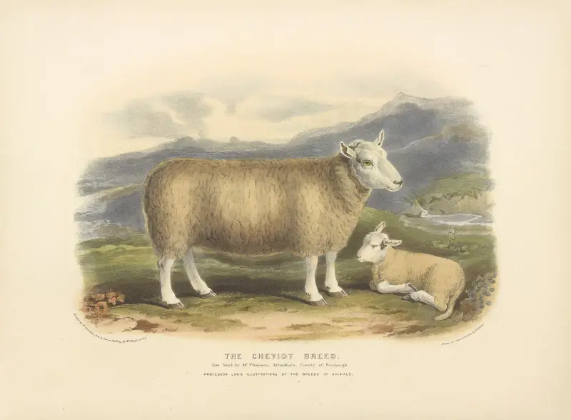 The Cheviot Breed av David Low