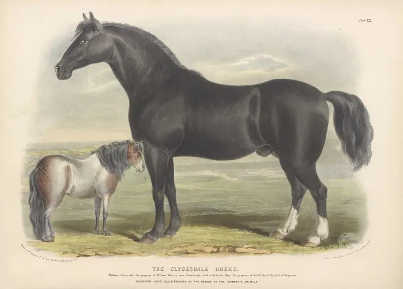 The Clydesdale Breed av David Low