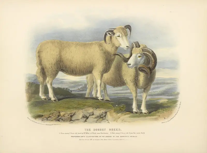 The Dorset Breed av David Low