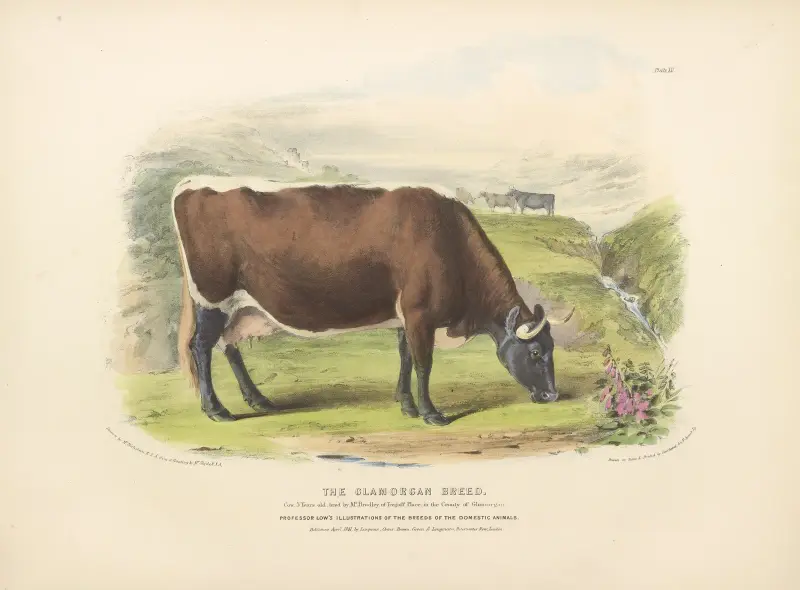 The Glamorgan Breed av David Low