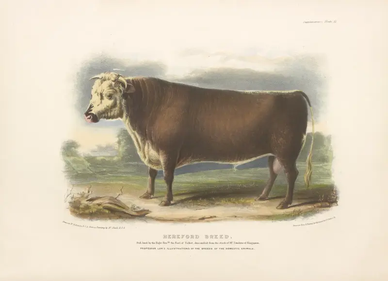 Die Hereford-Rasse von David Low